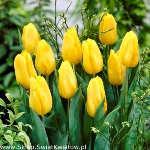 Tulipan-żółty